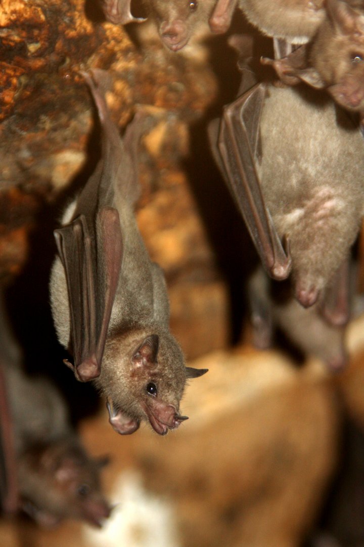 Southern long-nosed bat (Leptonycteris curasoae) 2010