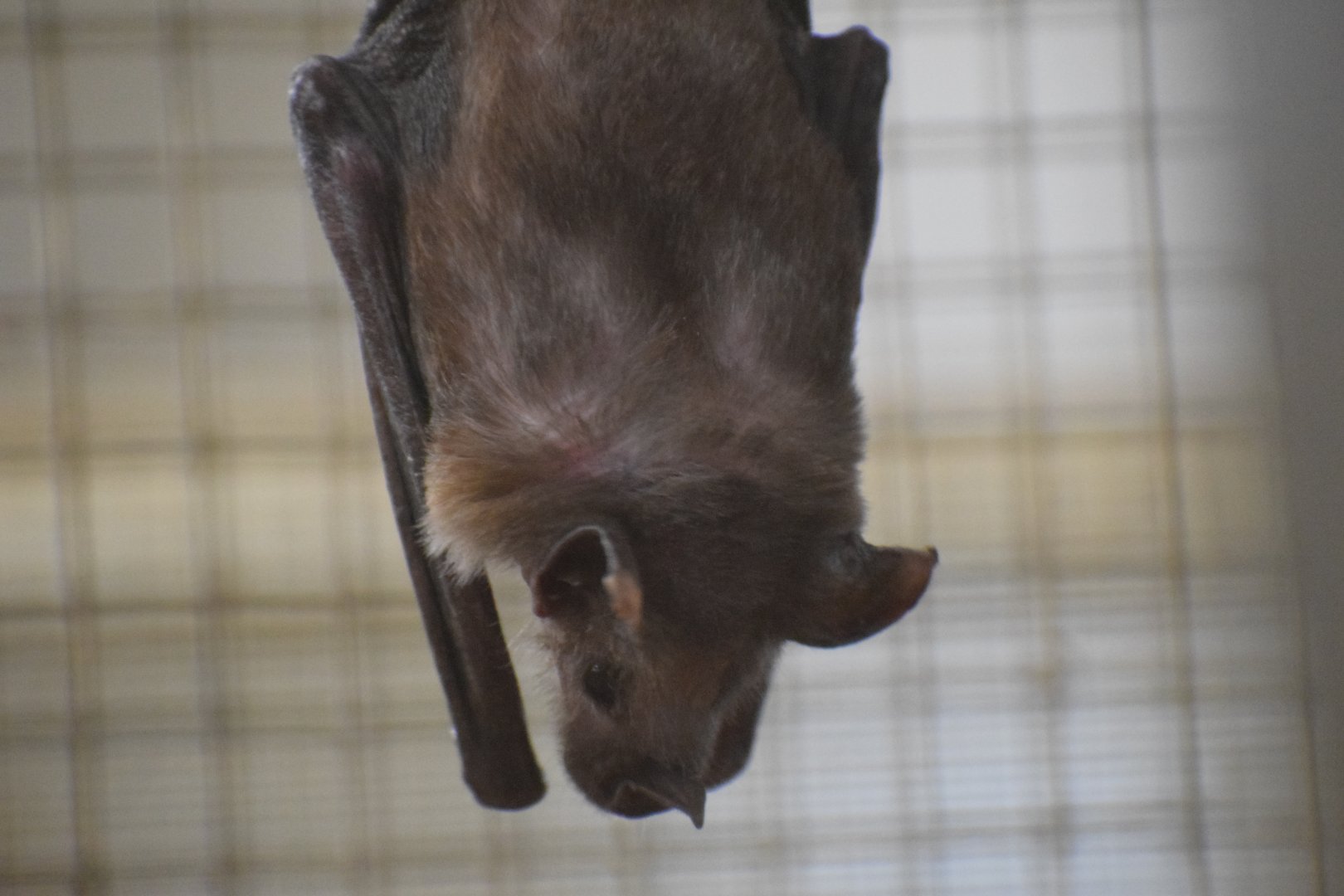 Southern long-nosed bat - October 2023