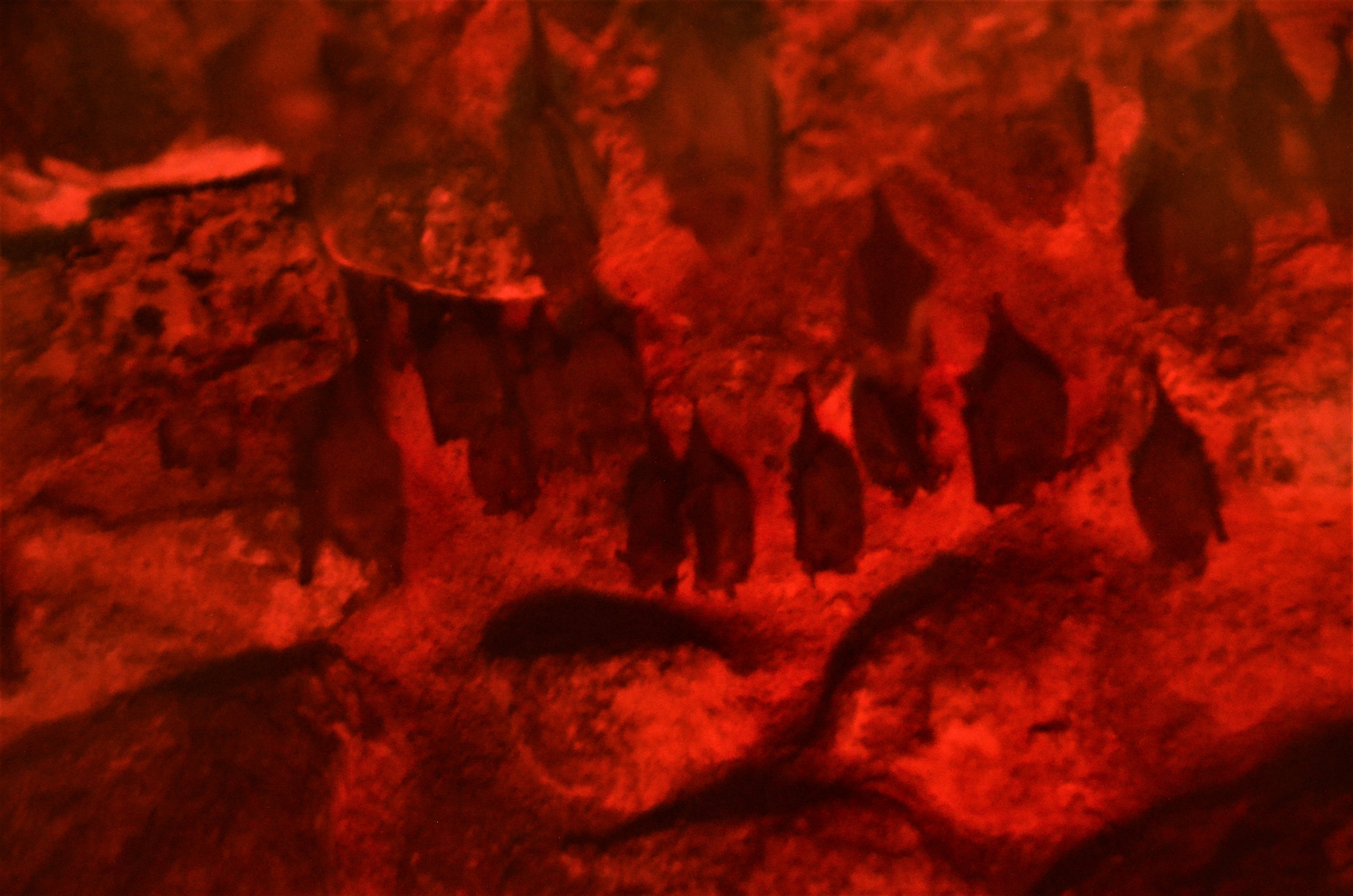 Southern Long-nosed Bats and Pallas's Long-tongued Bats at Krefeld, 15/06/19