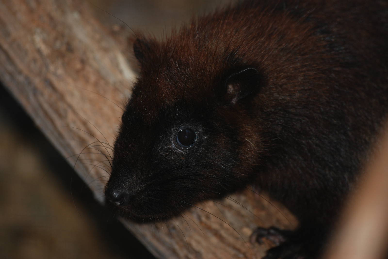 Southern Luzon Cloud Rat at Leipzig, 02/09/11