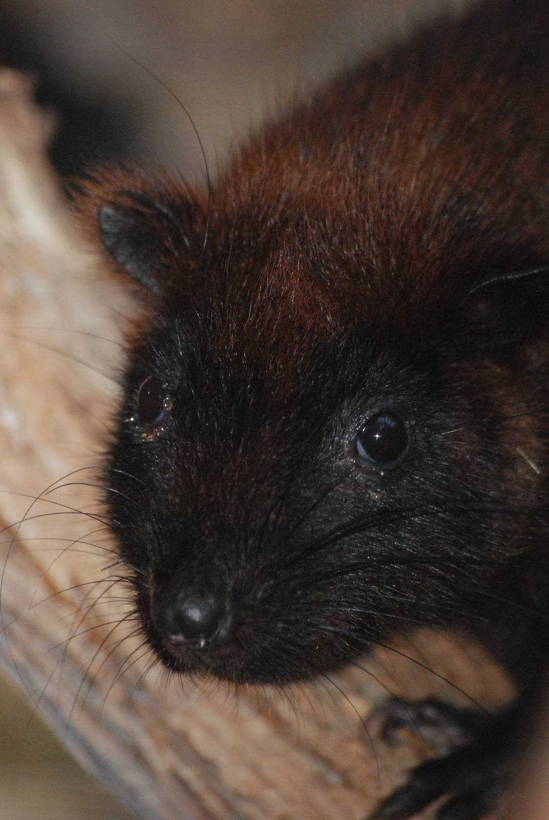 Southern Luzon Cloud Rat at Leipzig, 02/09/11