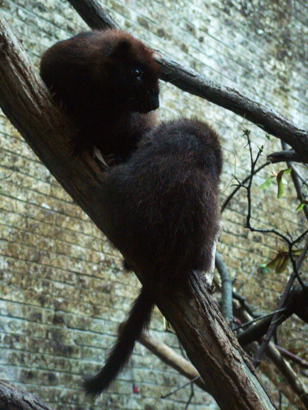 Southern Luzon Cloud Rat at Leipzig, 02/09/11