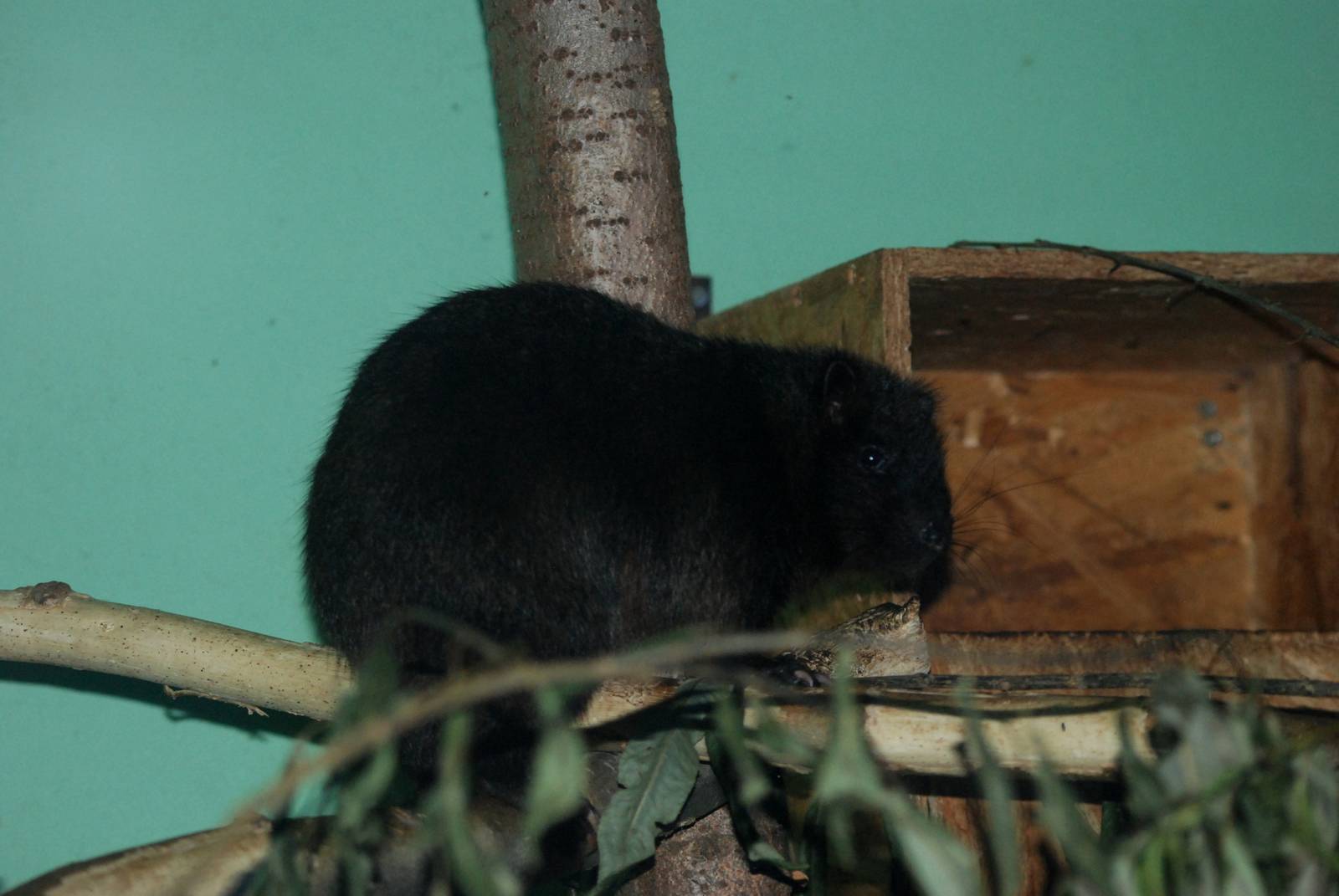 Southern Luzon Cloud Rat at Pilsen, 31/08/12