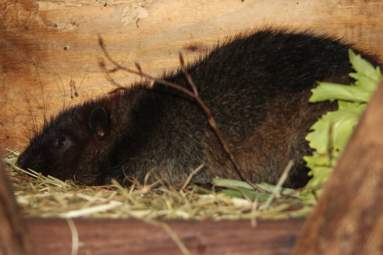 Southern Luzon cloud rat