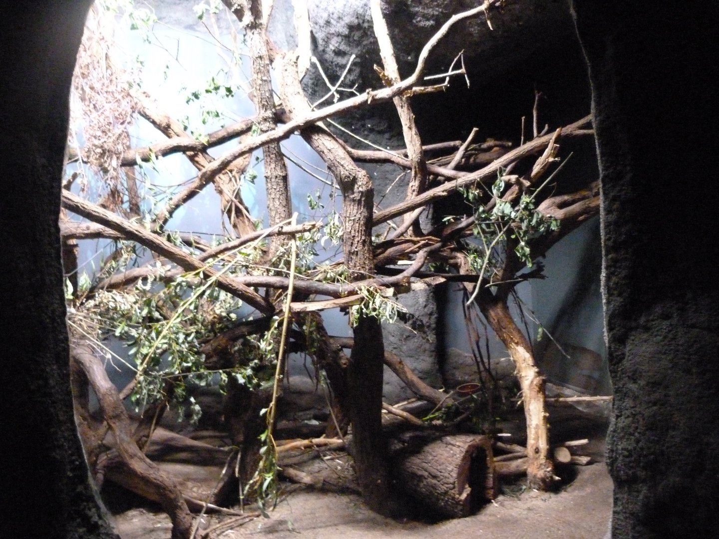 Southern Luzon giant cloud rat and Phillipine porcupine exhibit -Zoo Praha (2025)