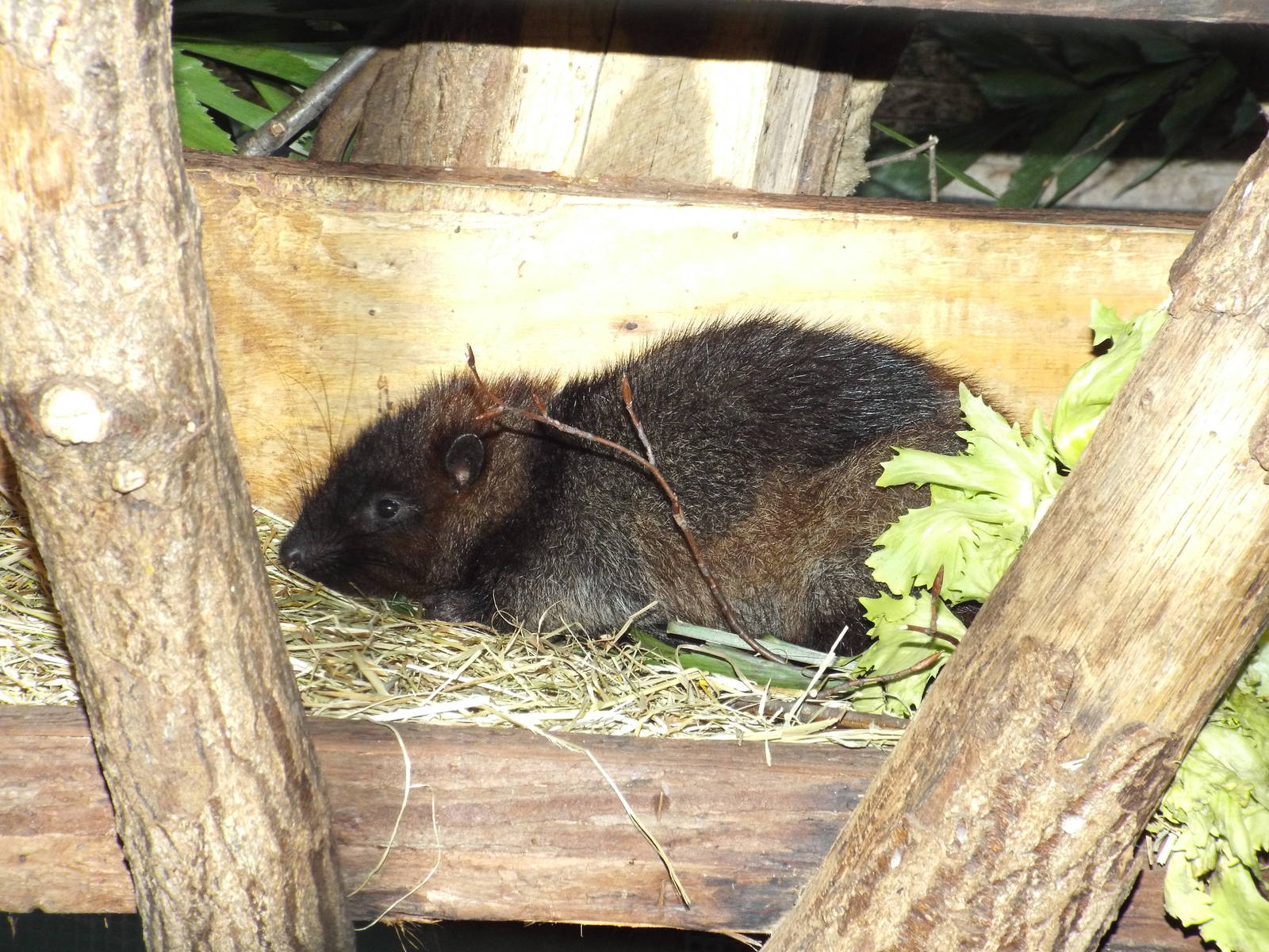 Southern Luzon Giant Cloud Rat (Phloeomys cumingi) at Zoo Leipzig - April 7