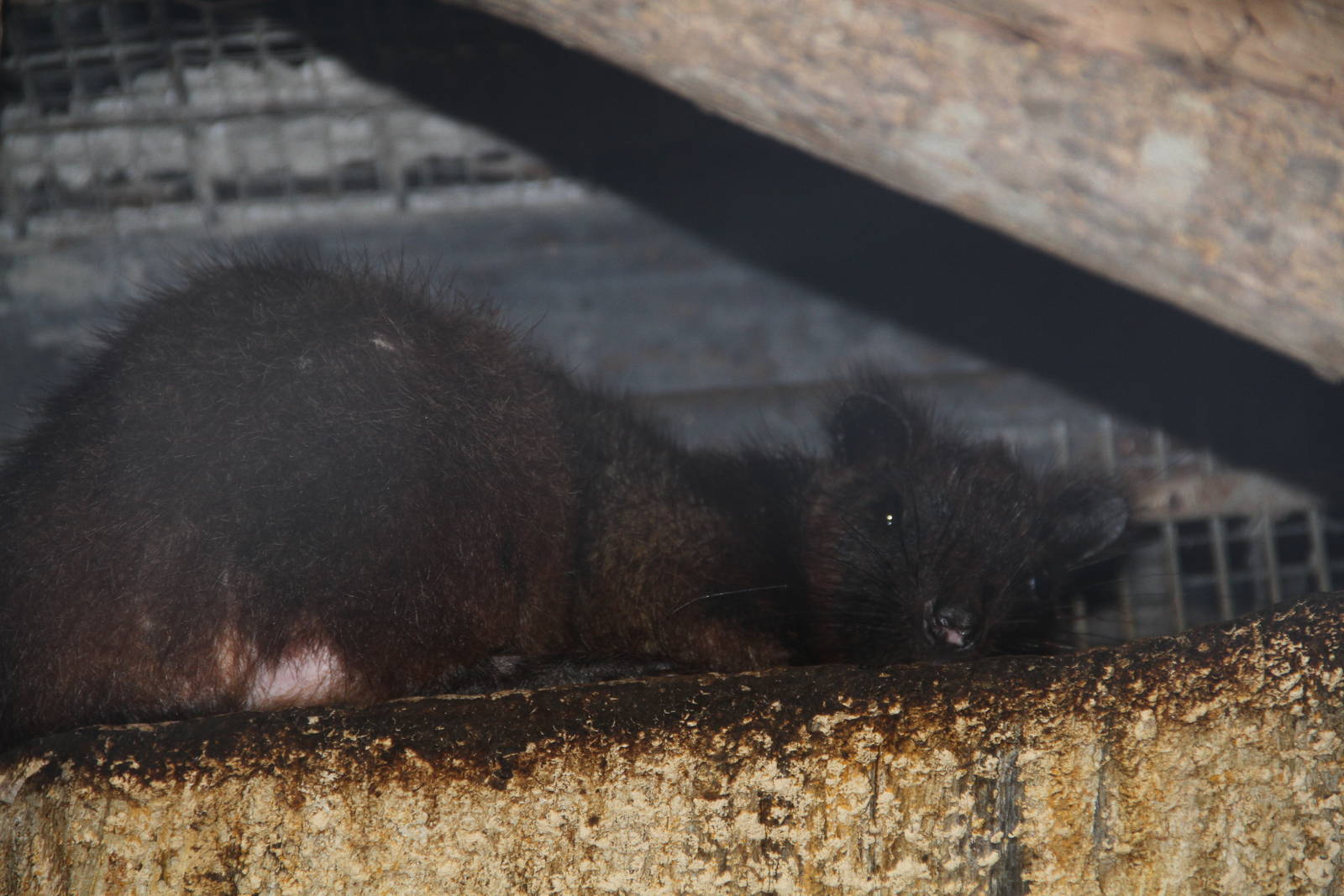 Southern Luzon Giant Cloud Rat (Phloeomys cumingi)