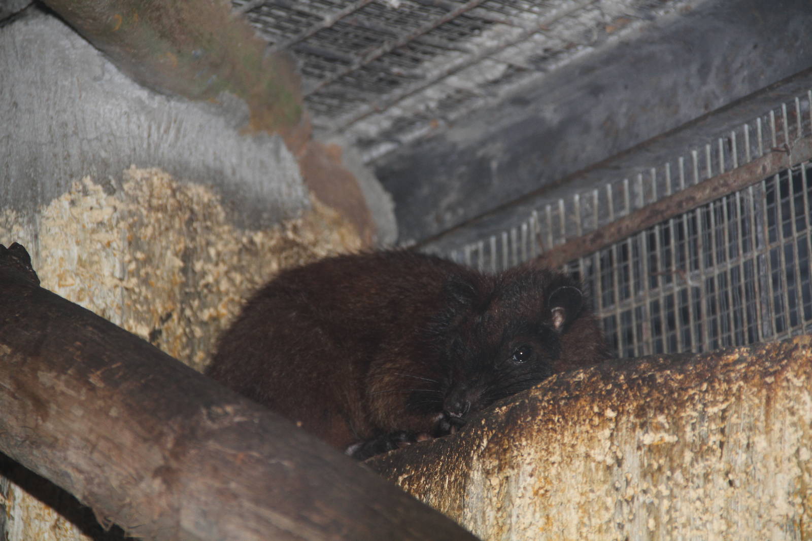 Southern Luzon Giant Cloud Rat (Phloeomys cumingi)