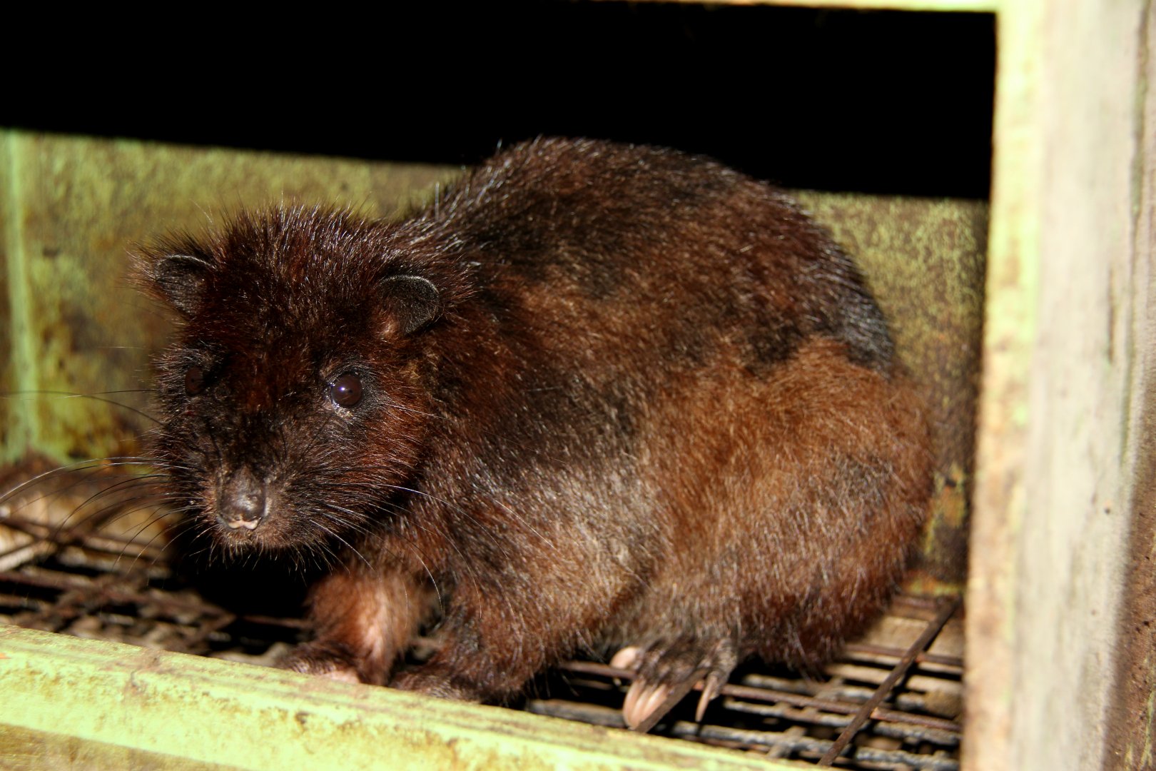 southern Luzon giant cloud rat (Phloeomys cumingi)