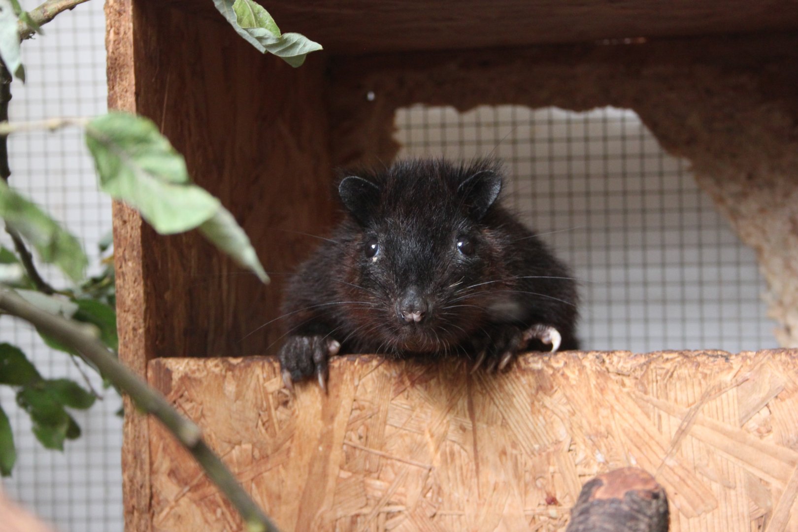 Southern Luzon giant cloud rat (Phloeomys cumingi)