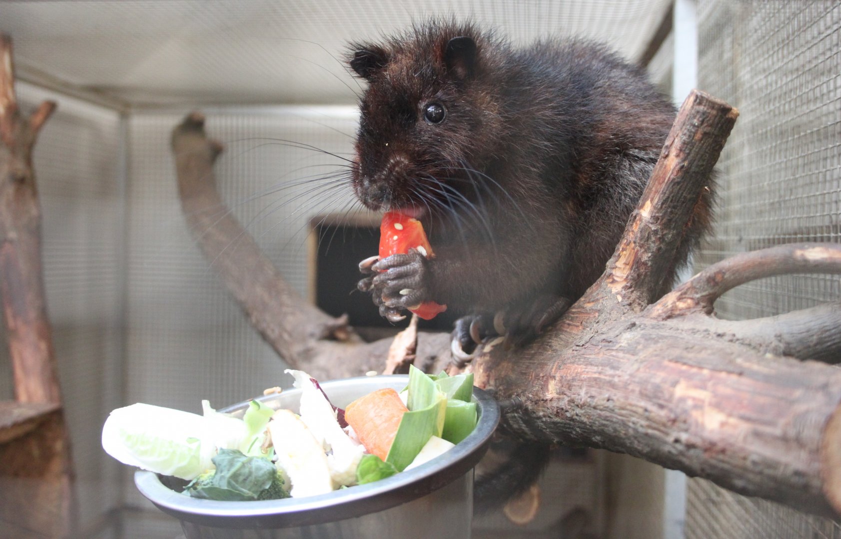 Southern Luzon giant cloud rat (Phloeomys cumingi)