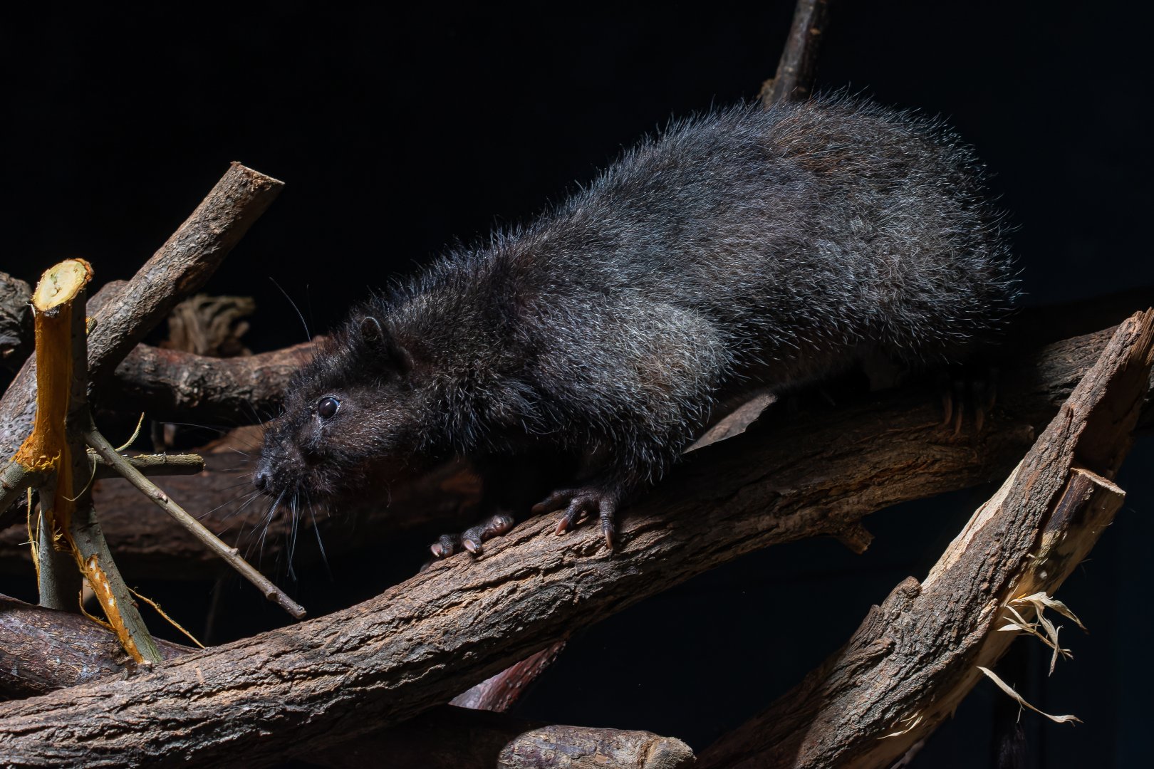 Southern Luzon giant cloud rat (Phloeomys cumingi)