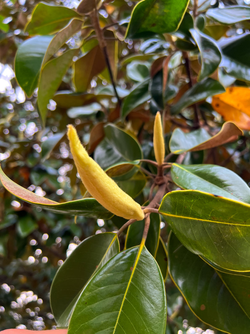 Southern Magnolia Baby Buds