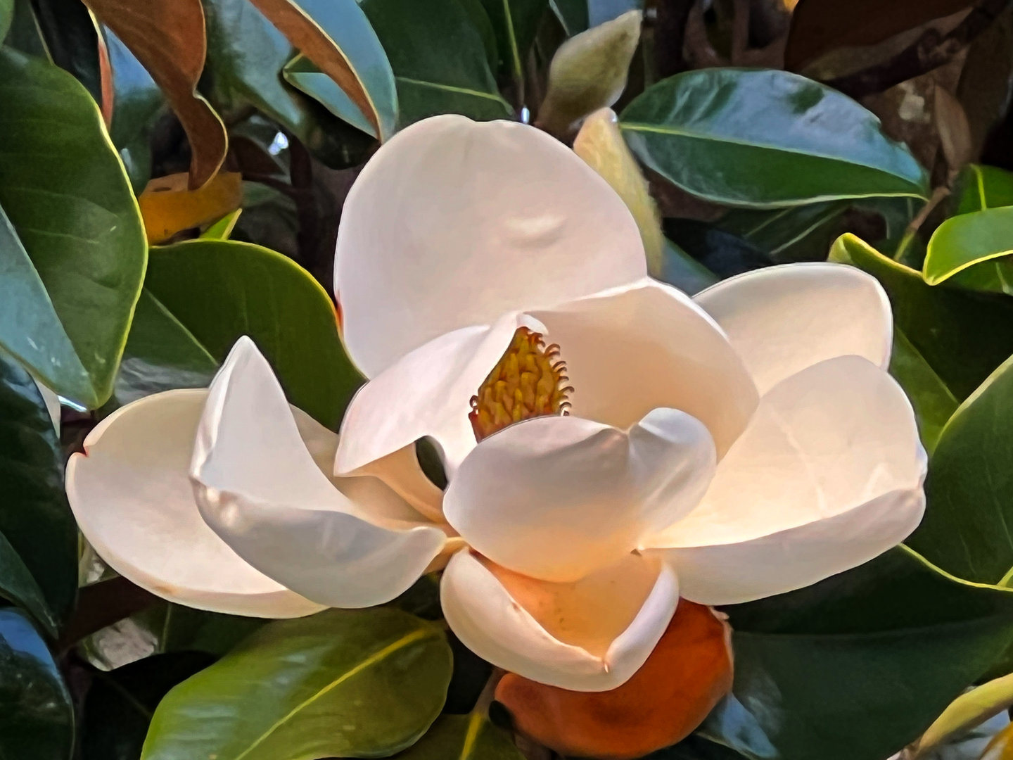 Southern Magnolia Flower