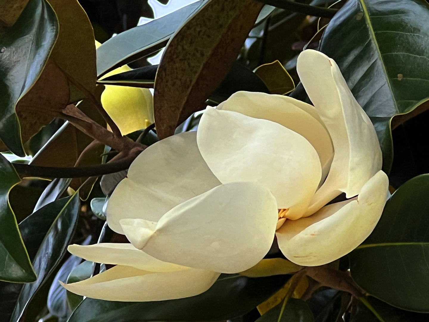 Southern Magnolia Flower