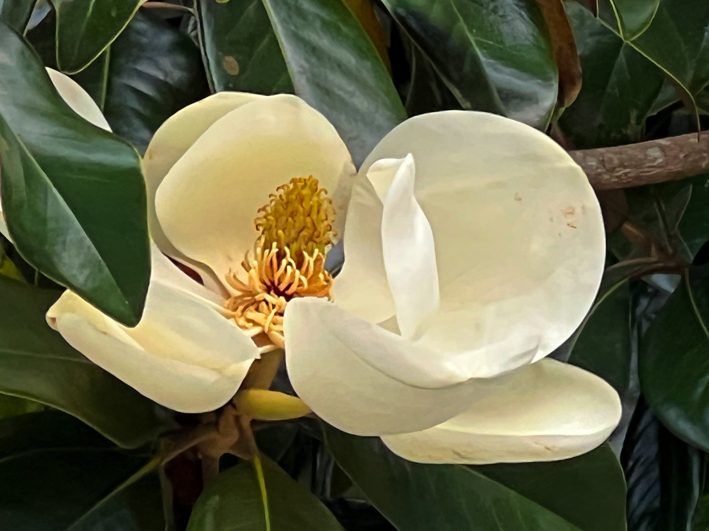 Southern Magnolia Flower