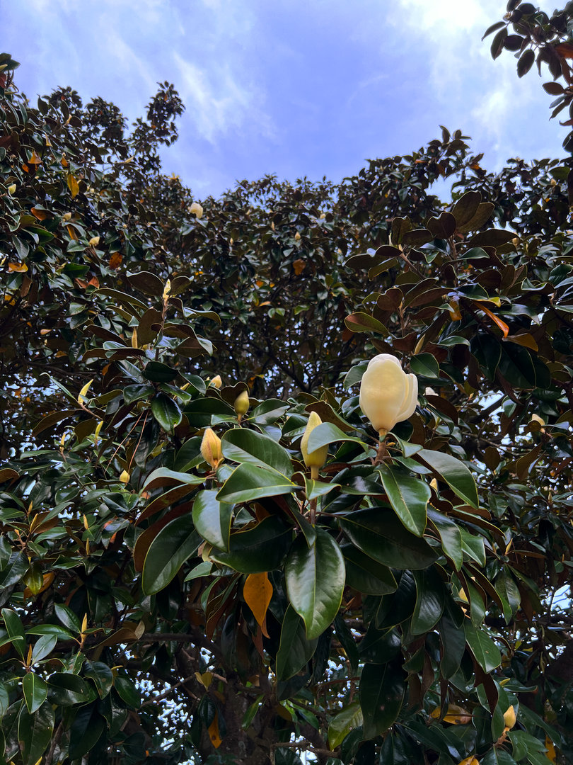 Southern Magnolia