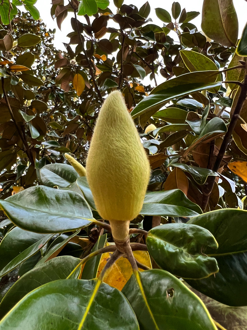 Southern Magolia Bud