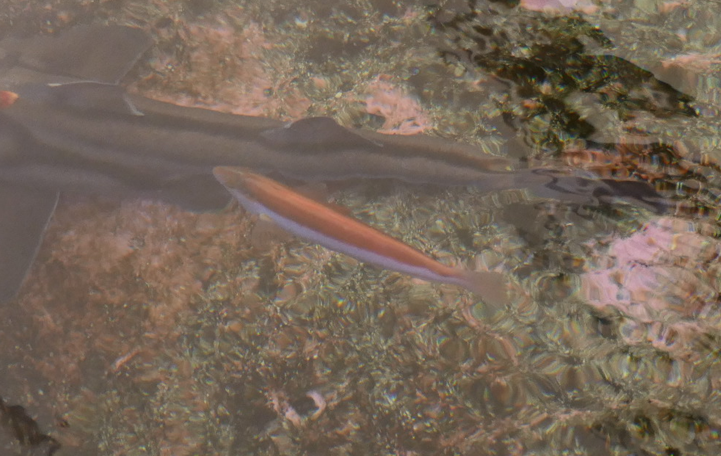 Southern Maori Wrasse (Ophthalmolepis lineolata)