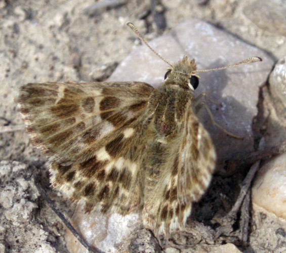 Southern Marbled Skipper (Carcharodus baeticus)