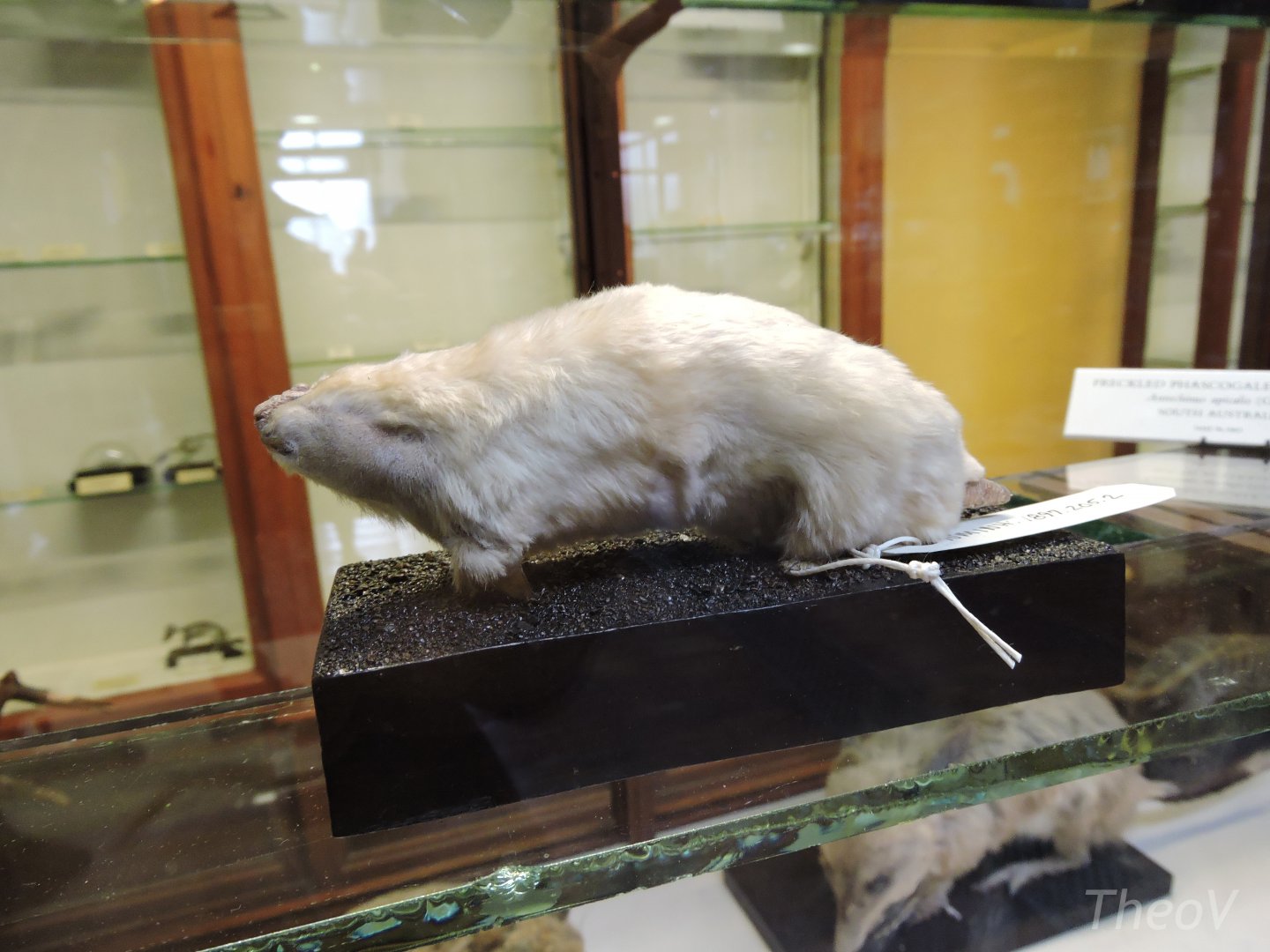 Southern marsupial mole [2016]