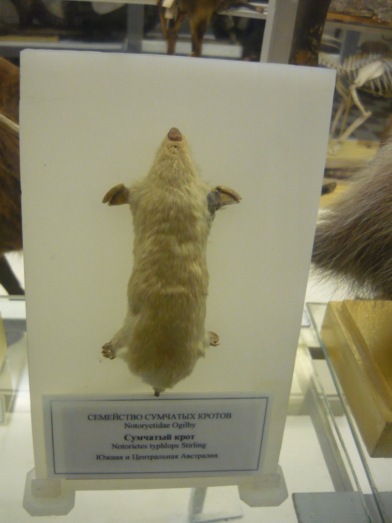 Southern marsupial mole