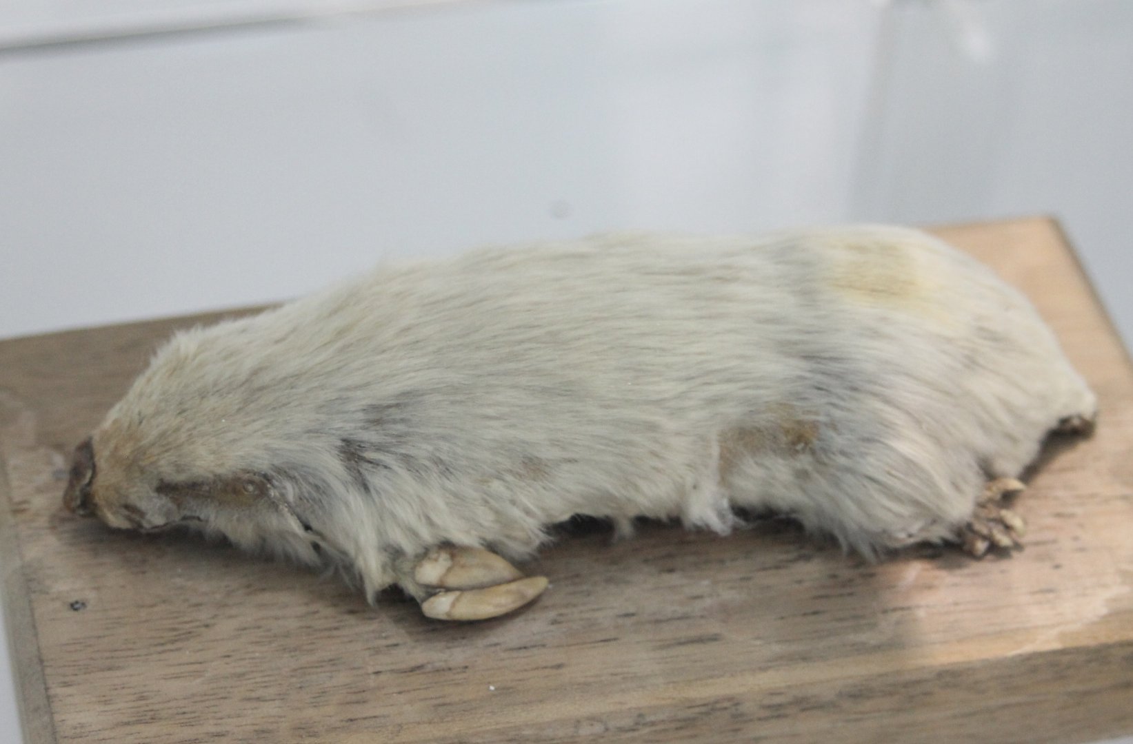 Southern marsupial mole