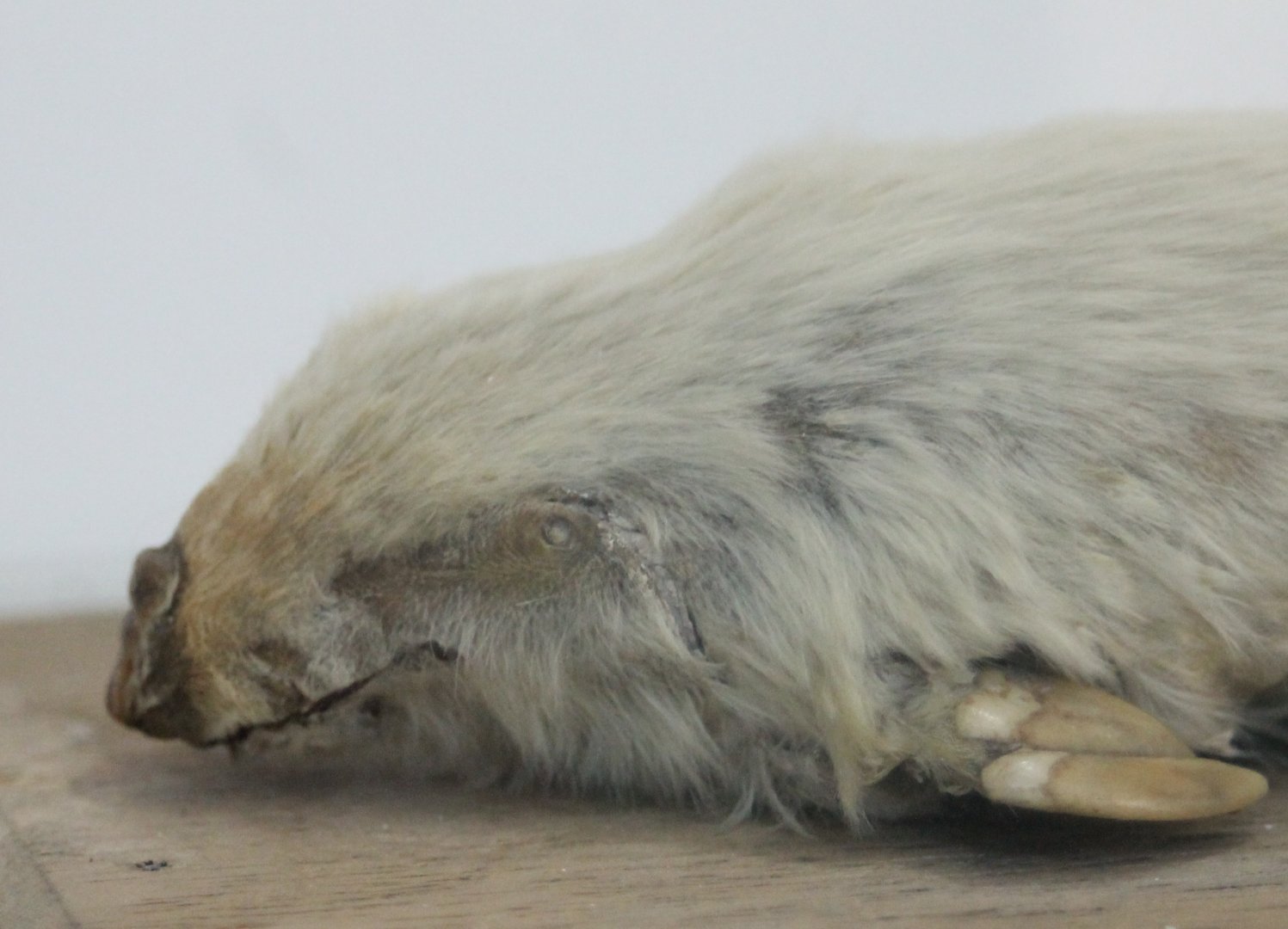 Southern marsupial mole