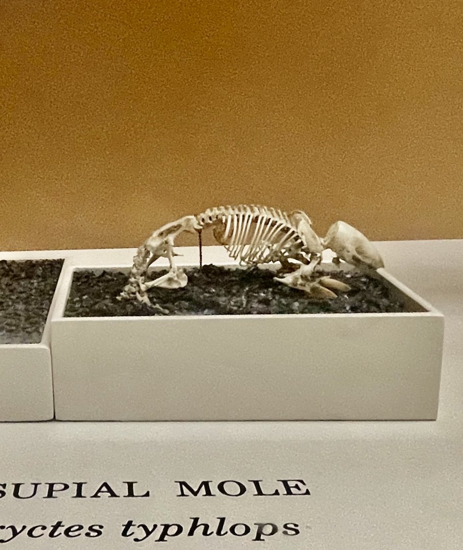 Southern Marsupial Mole