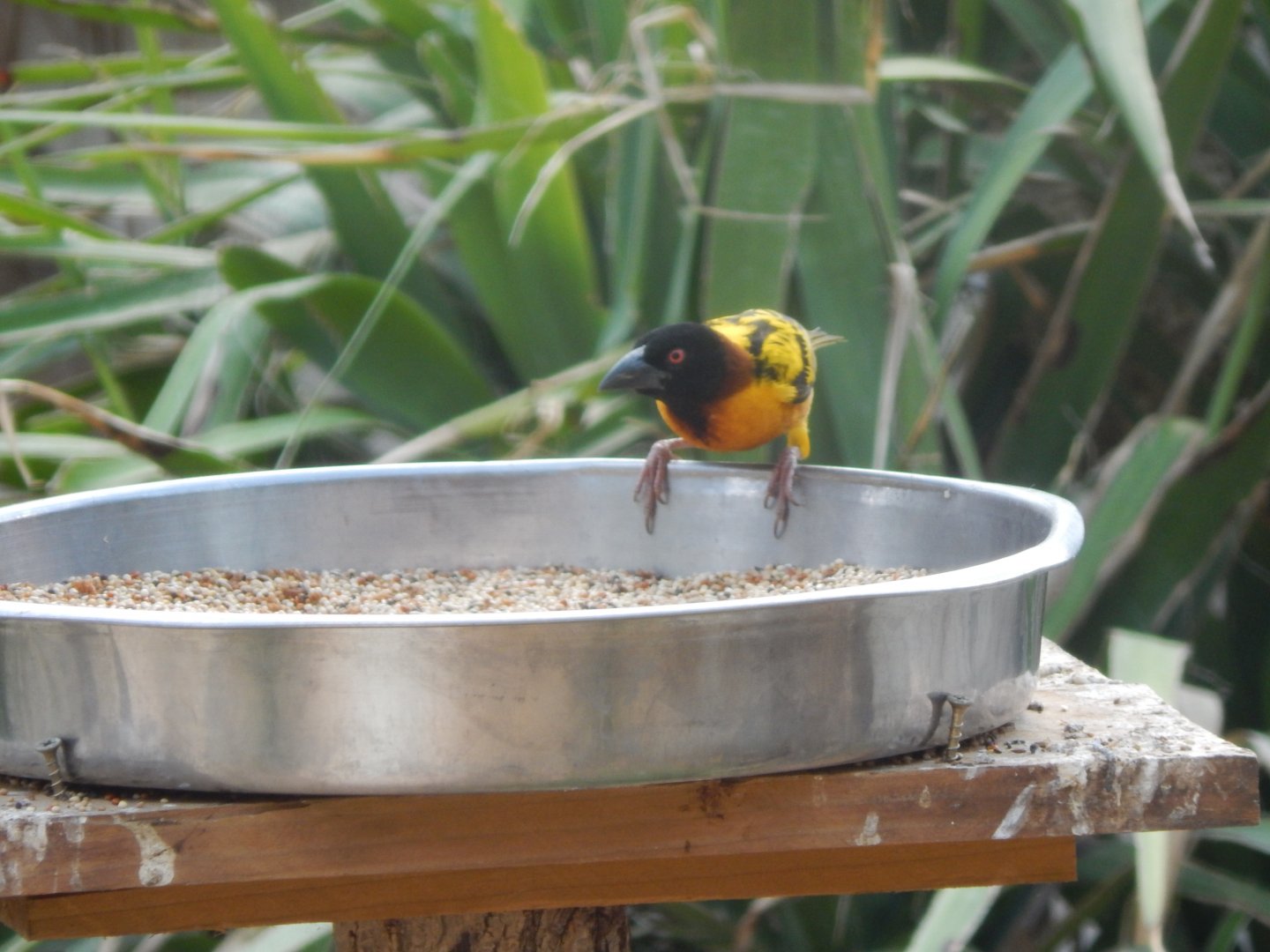 Southern masked weaver 030821