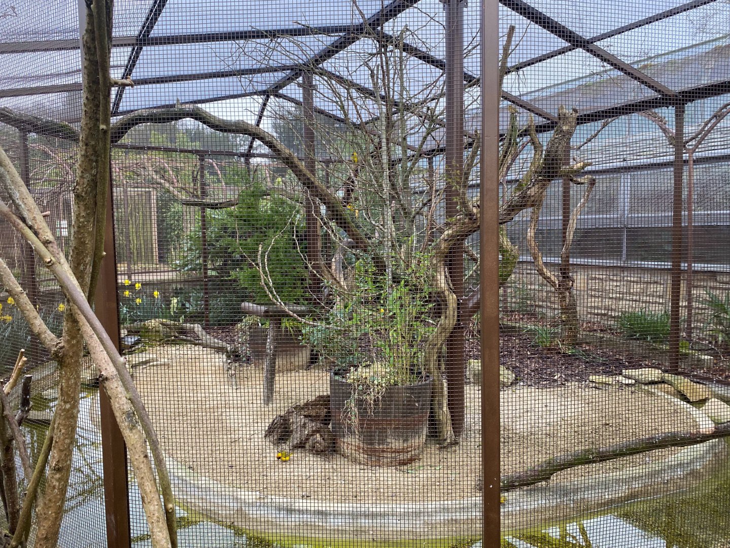 Southern Masked Weaver Aviary, CWP, UK