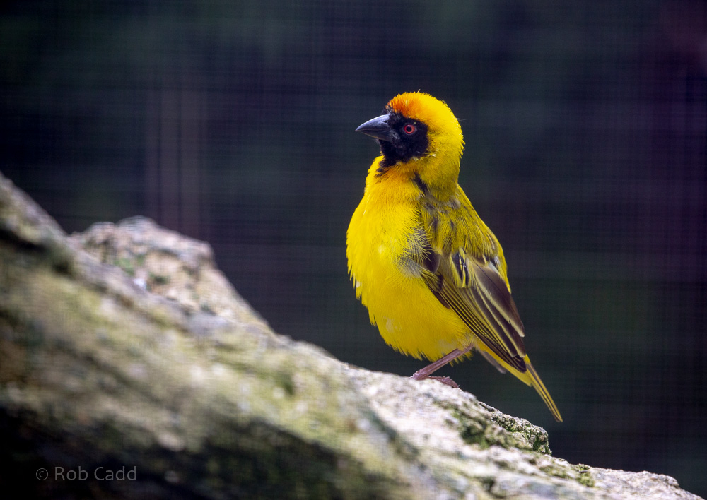 Southern masked weaver : Cotswold WP : 14 Jun 2019