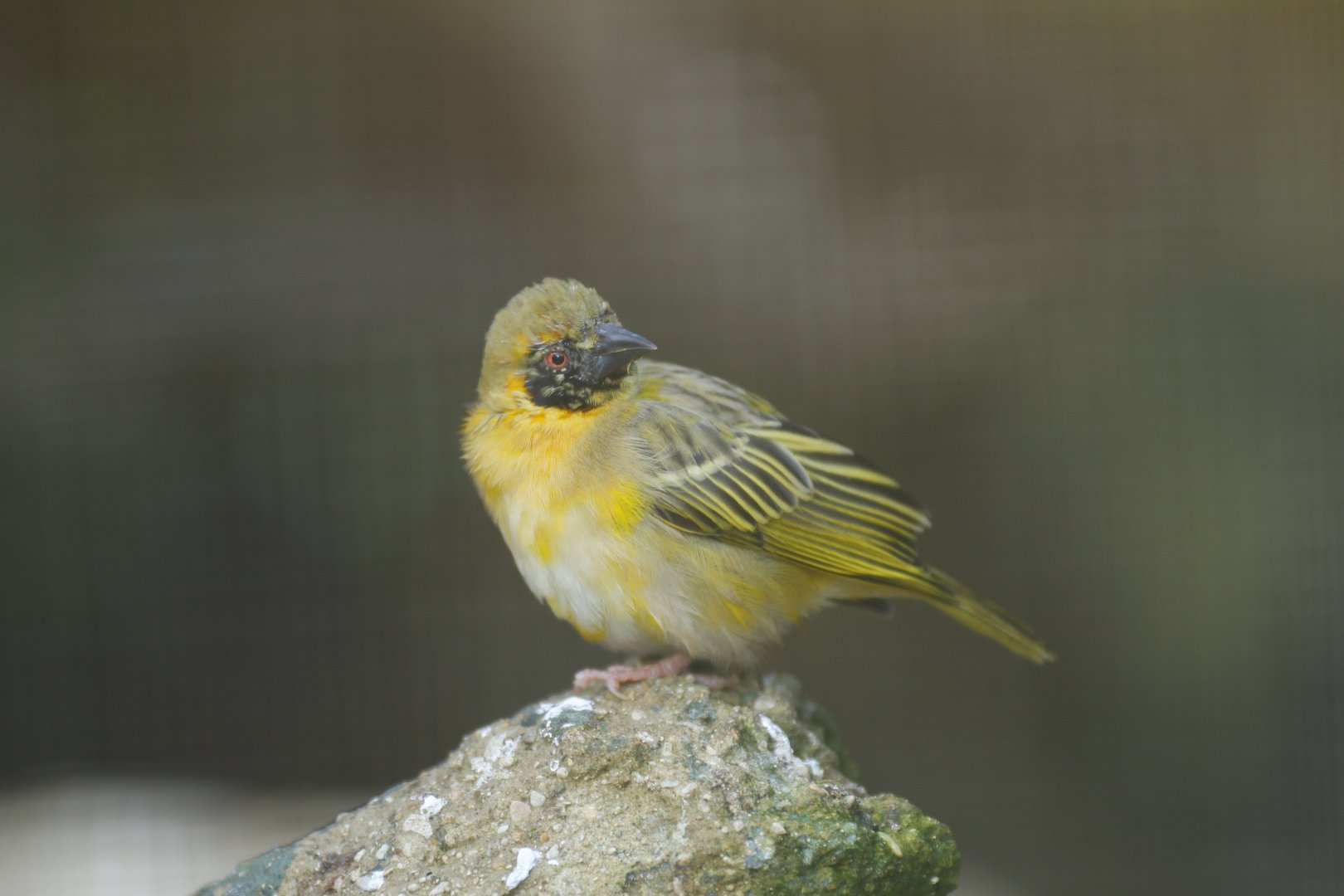 Southern masked-weaver (Ploceus velatus)
