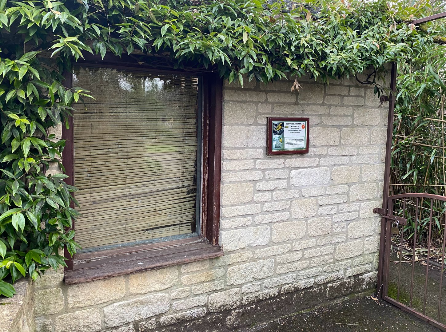 Southern Masked Weaver signage, CWP, UK