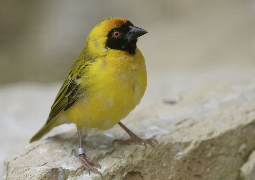 Southern masked weaver