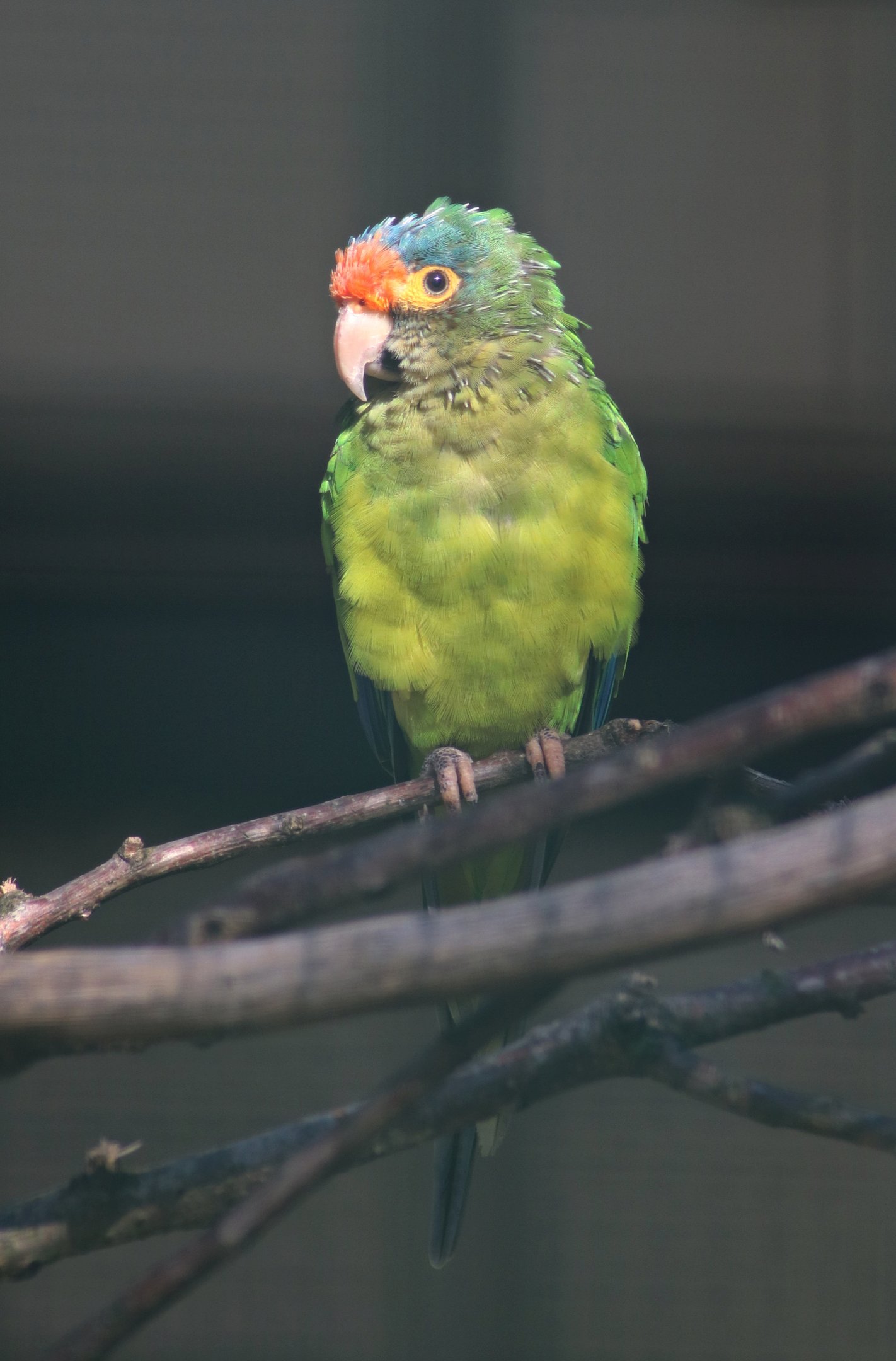 Southern Mexican orange-fronted parakeet (Eupsittula canicularis eburnirostrum)