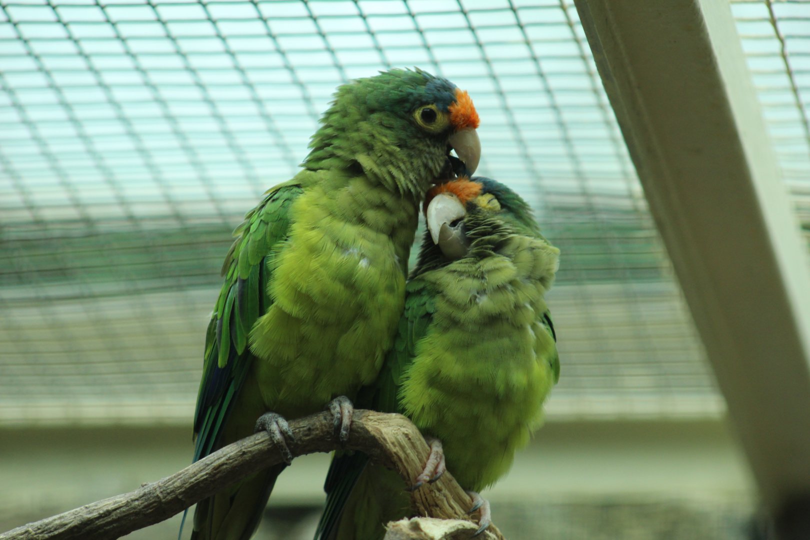 Southern Mexican Orange-Fronted Parakeets