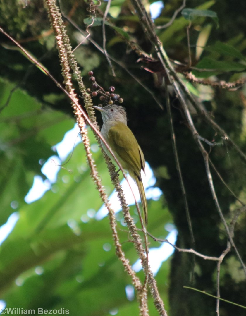 Southern Mountain Bulbul - Fraser's Hill