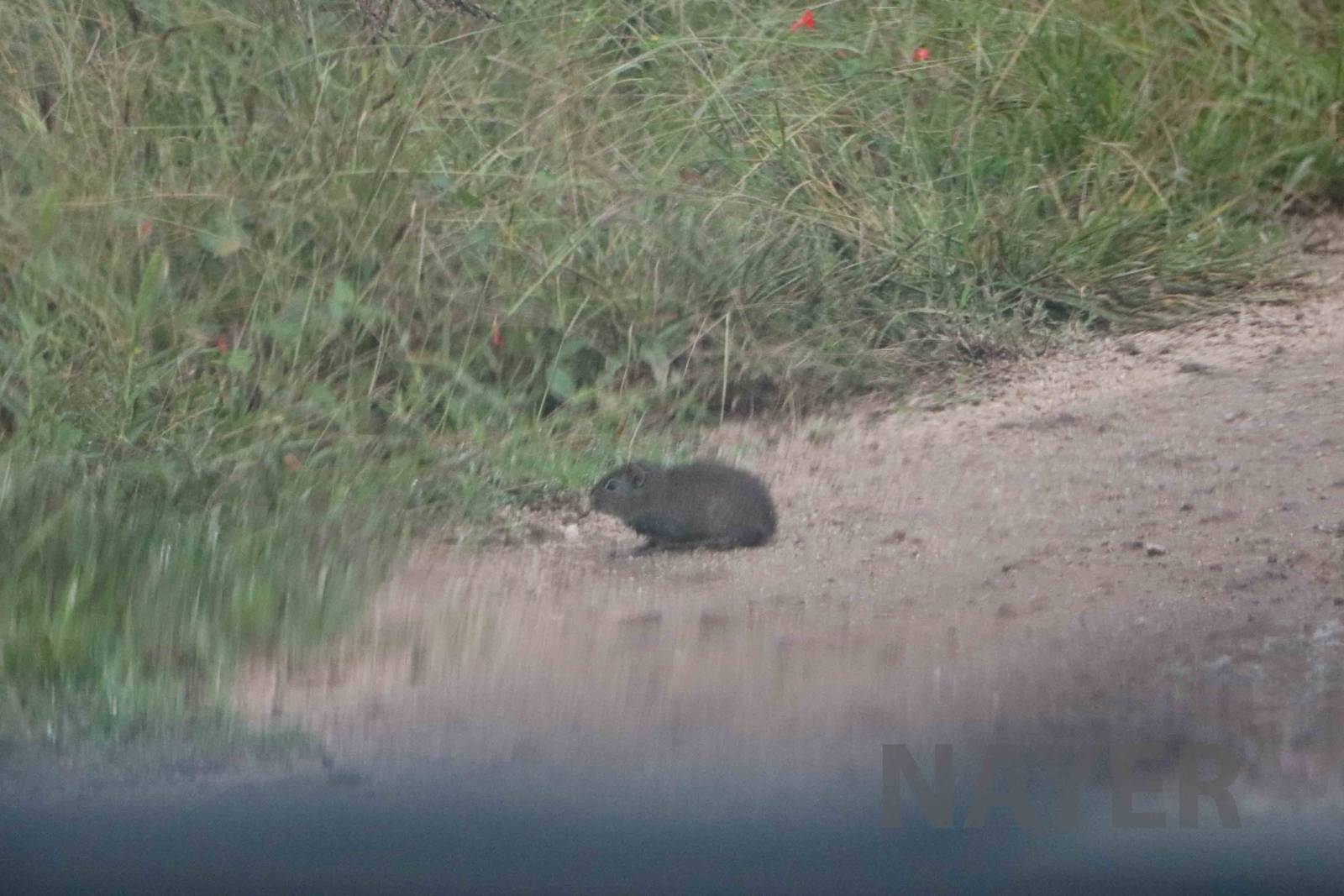 Southern mountain cavy, April 2016