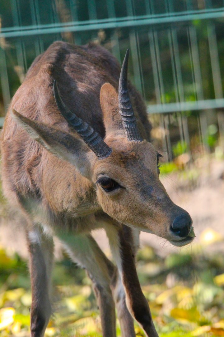 Southern Mountain Reedbuck- 4th September 2024