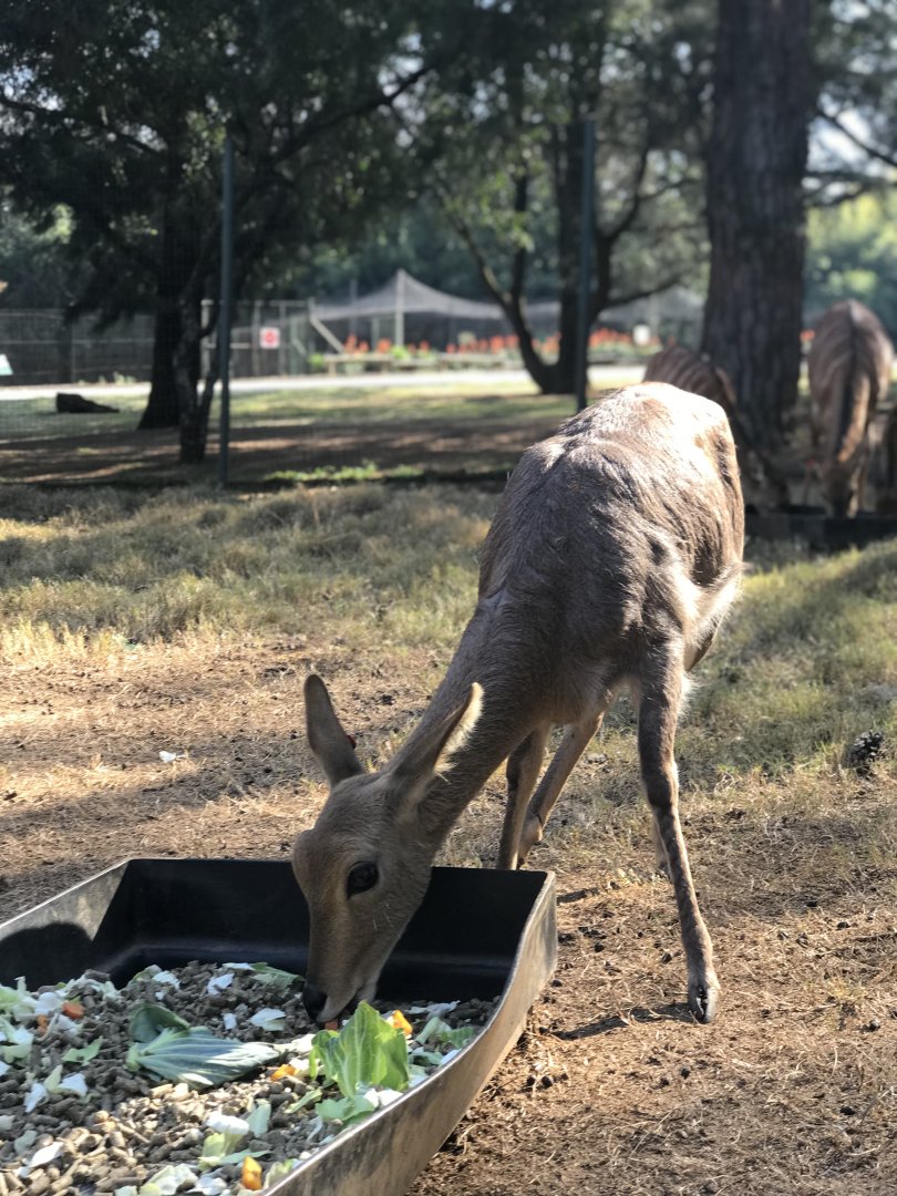 Southern Mountain Reedbuck and Nyala (Redunca fulvorufula fulvorufula,Tragelaphus angasii)