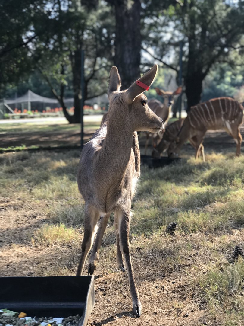 Southern Mountain Reedbuck and Nyala (Redunca fulvorufula fulvorufula, Tragelaphus angasii)