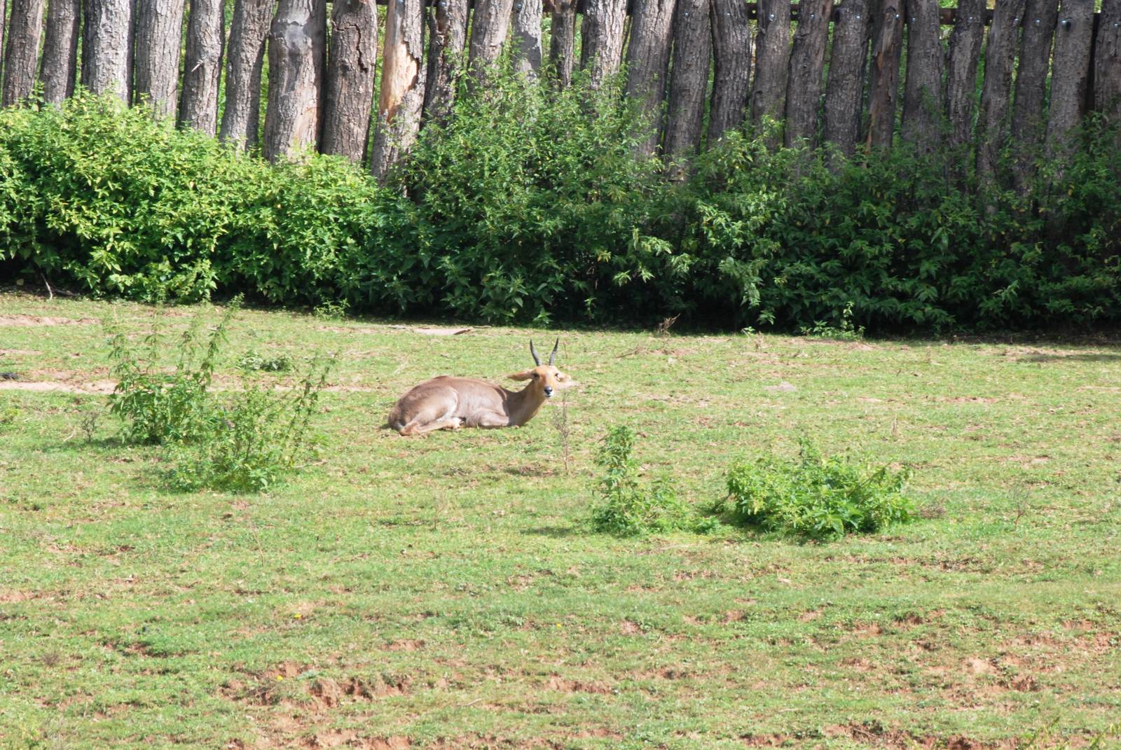 Southern Mountain Reedbuck at Dvur Kralove, 27/08/12