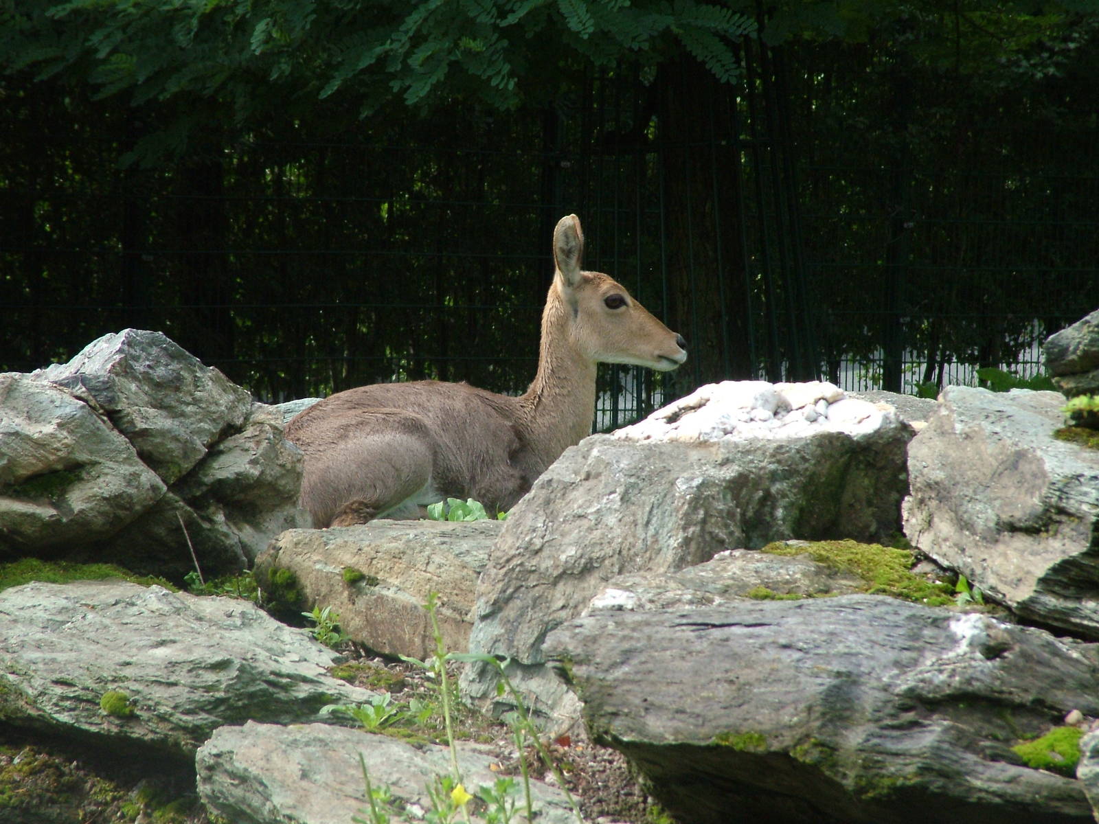 Southern Mountain Reedbuck at Opel-Zoo Kronberg, 30/08/10