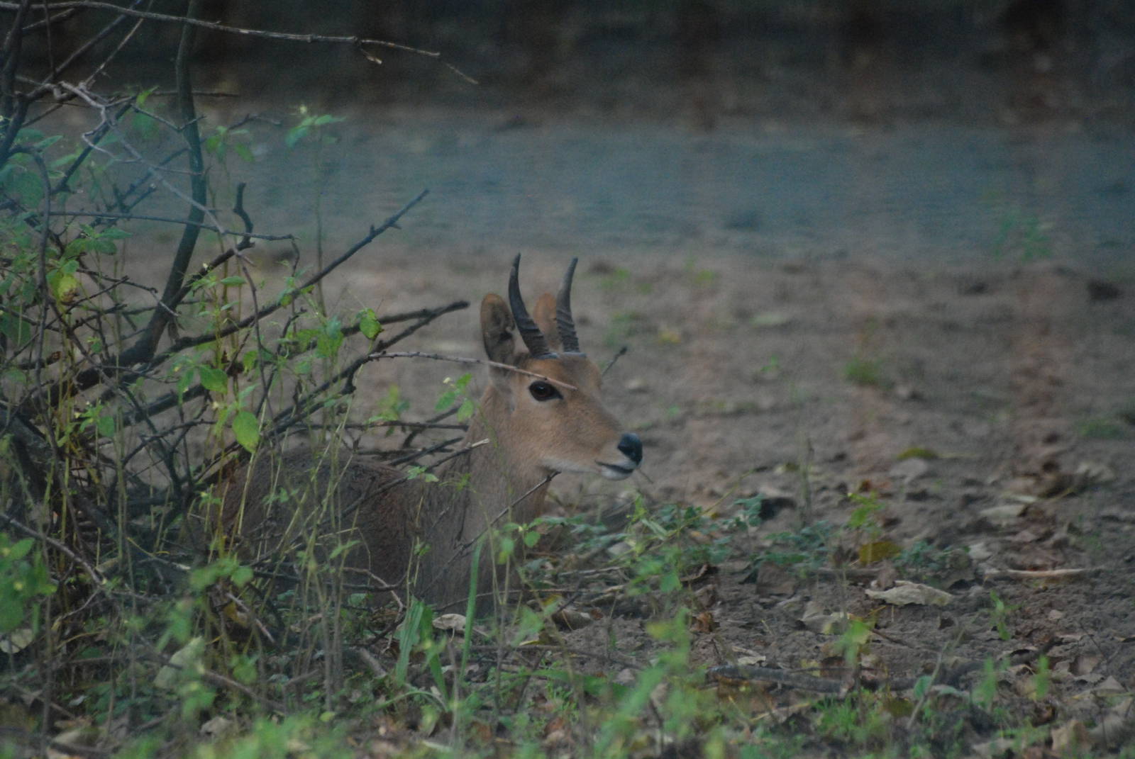Southern Mountain Reedbuck at Tierpark Berlin, 01/09/11
