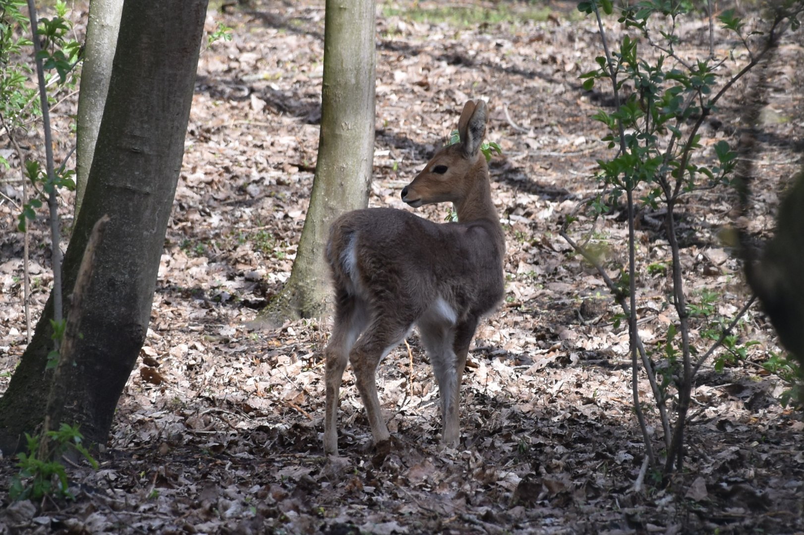 Southern mountain reedbuck baby