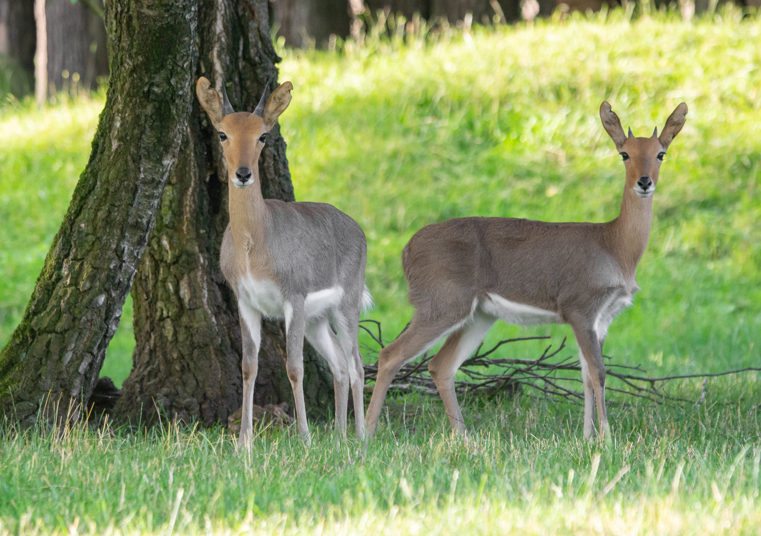 Southern mountain reedbuck (Redunca fulvorufula fulvorufula) - 07/21