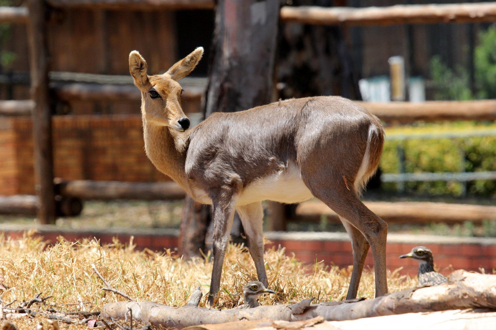 Southern mountain reedbuck (Redunca fulvorufula fulvorufula)