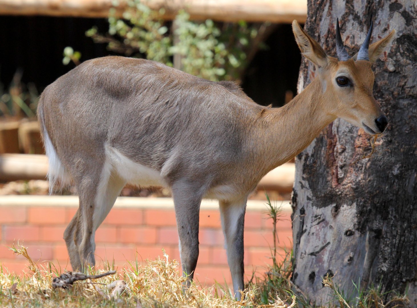 Southern mountain reedbuck (Redunca fulvorufula fulvorufula)