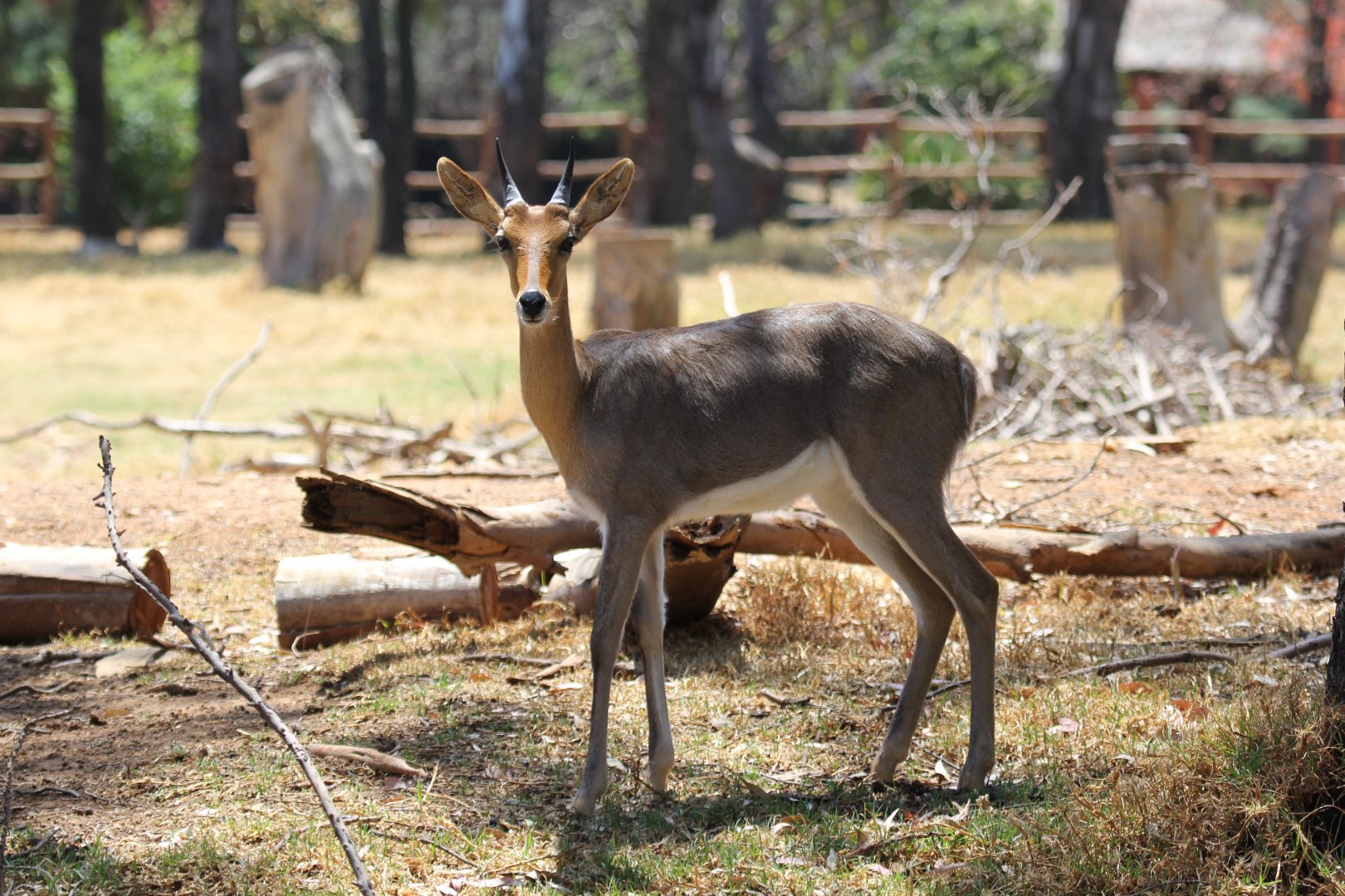 Southern mountain reedbuck (Redunca fulvorufula fulvorufula)